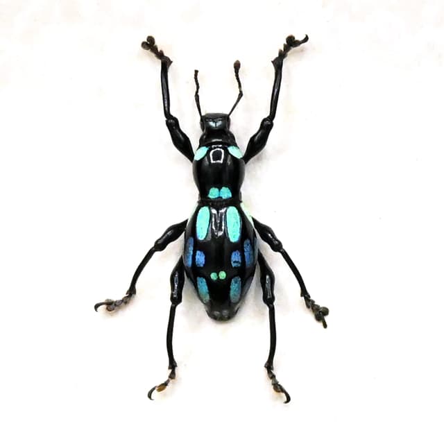 WEEVIL MANIA - Real blue beetle framed - Pachyrhynchus ocellatus - rare color form
