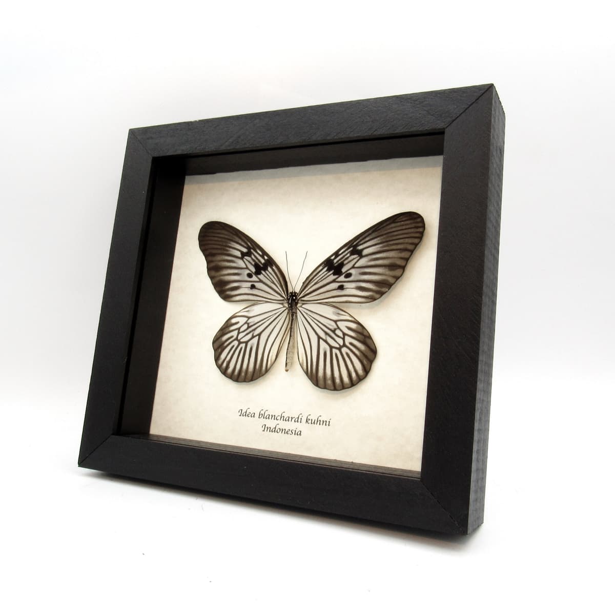 Real large Rice Wing butterfly framed taxidermy - Idea blanchardi kuhni - female
