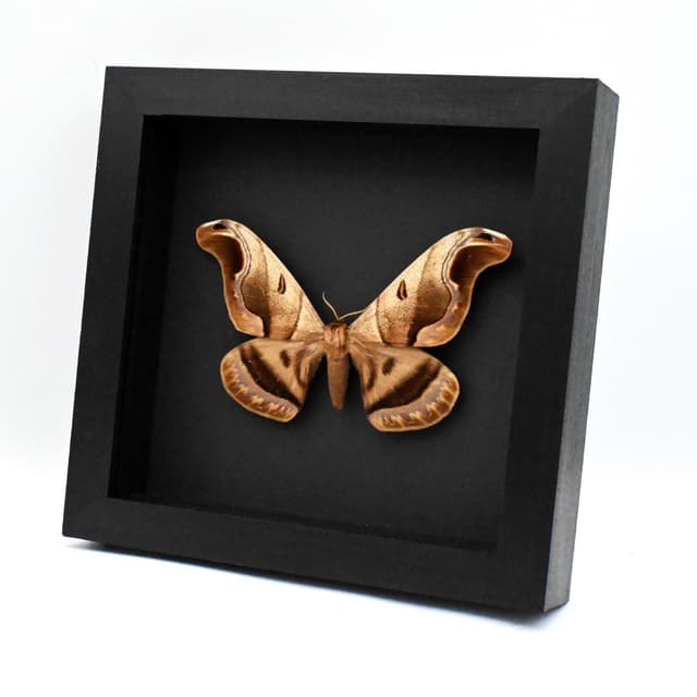 Giant Saturn moth framed taxidermy - Caio romulus