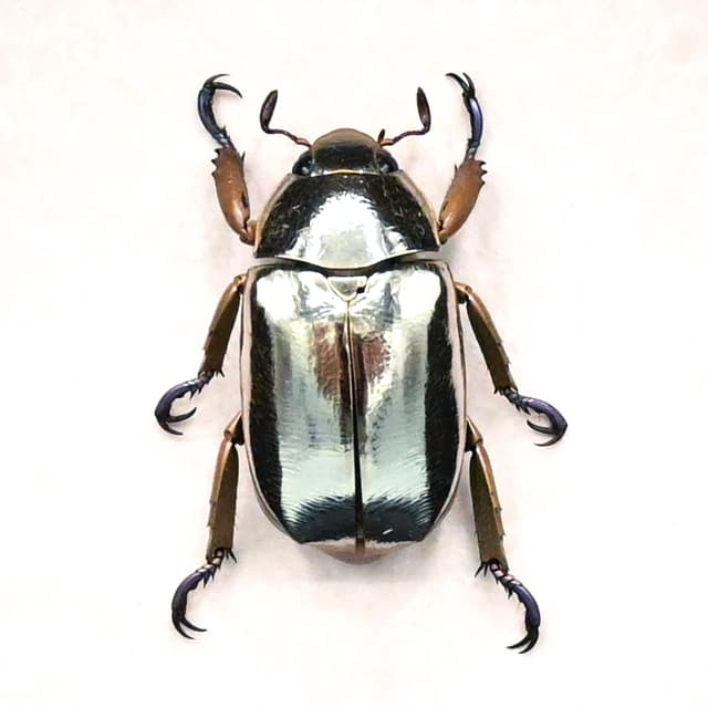 Very rare silver Jewel beetle framed taxidermy - Chrysina limbata