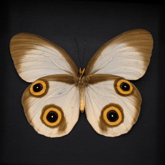 Rare Owl butterfly framed taxidermy - Taenaris selene - large female