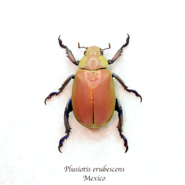 Very rare real Jewel Scarab beetle framed taxidermy - Chrysina erubescens - pink form!