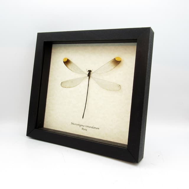 Real Giant Dragonfly framed taxidermy - Microstigma rotundatum