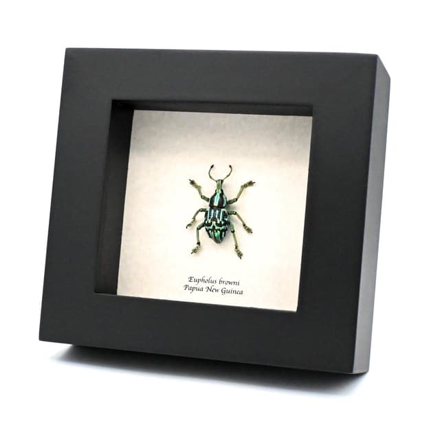 Rare glitter Weevil framed taxidermy - Eupholus browni