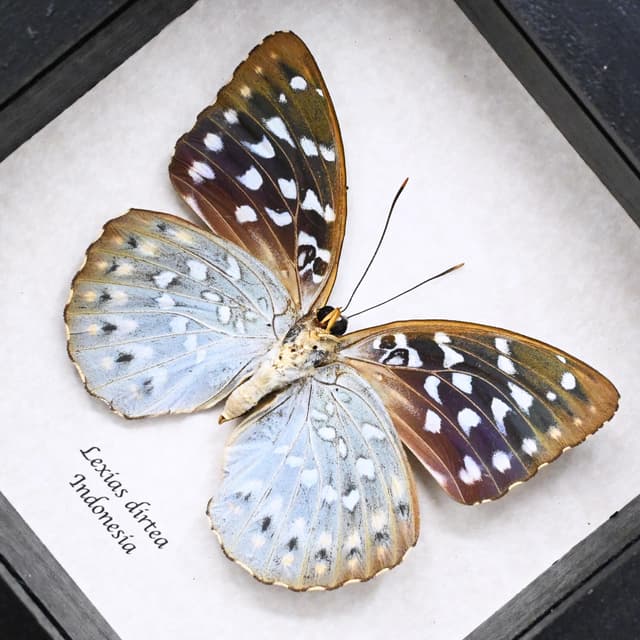 Real purple metallic butterfly framed taxidermy - Lexias dirtea - female