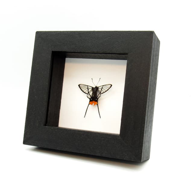 Rare Clearwing butterfly framed taxidermy - Chorinea octauius - orange form - Victorian mount
