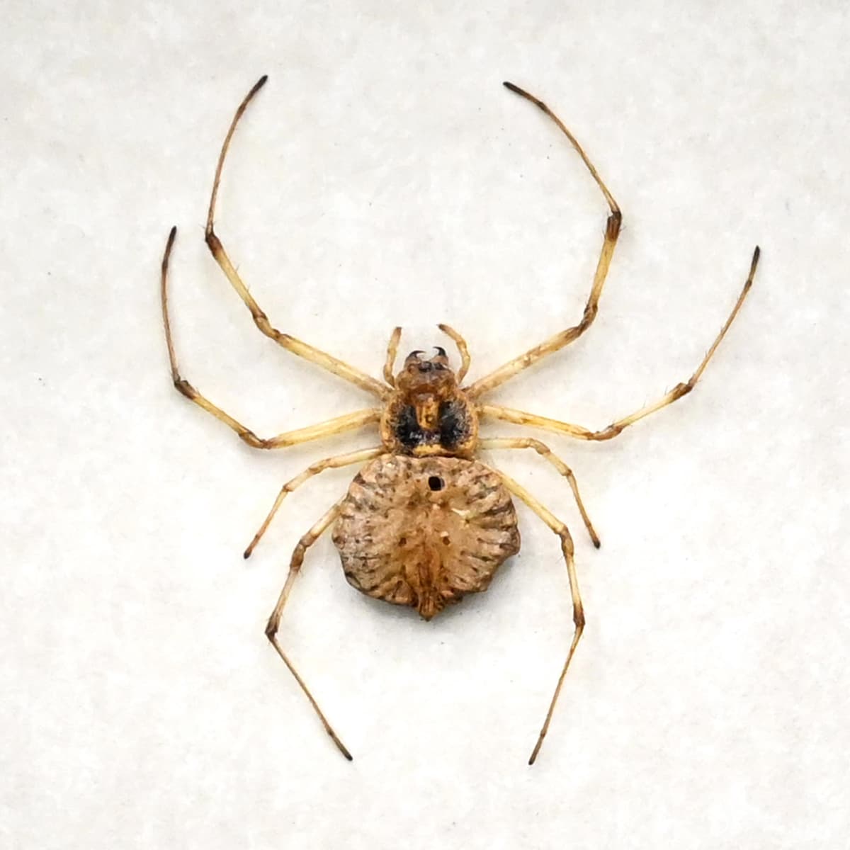 Real Spotted Coin Spider framed taxidermy - Herennia multipuncta