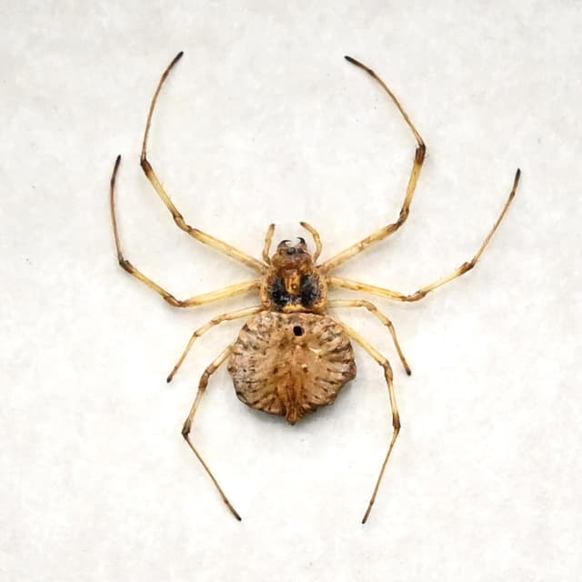 Real Spotted Coin Spider framed taxidermy - Herennia multipuncta