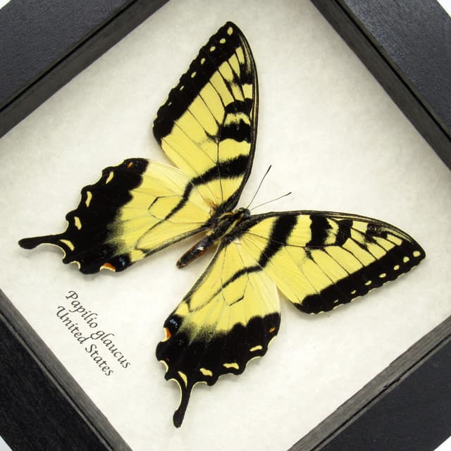 Real Tiger Swallowtail framed taxidermy - Papilio glaucus