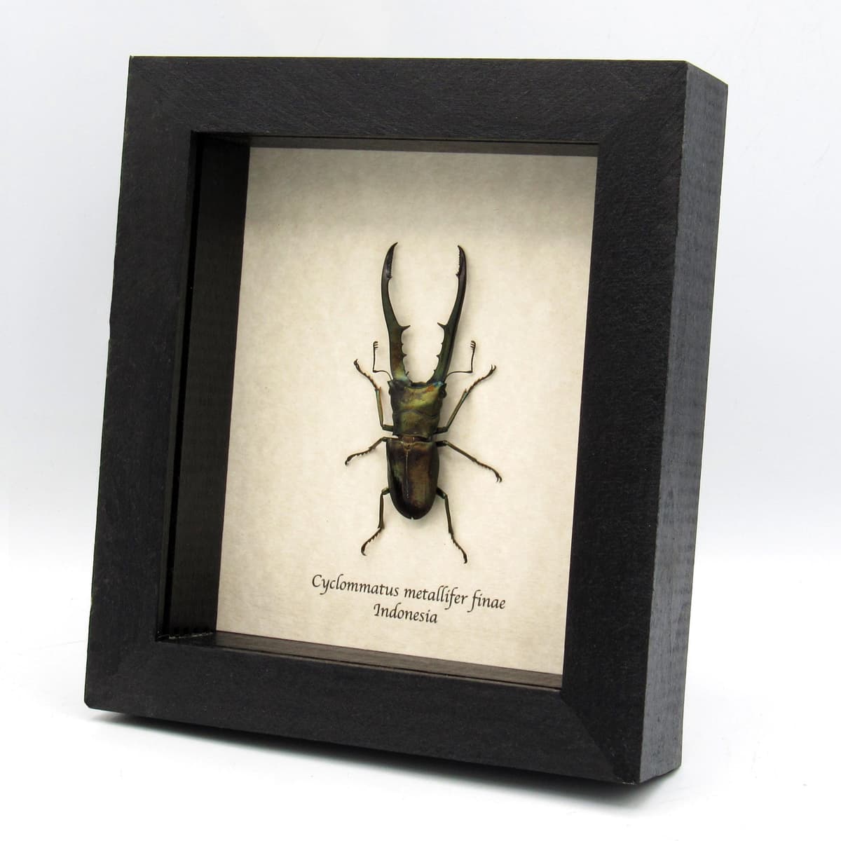 Real large Stag beetle framed taxidermy - Cyclommatus metallifer finae