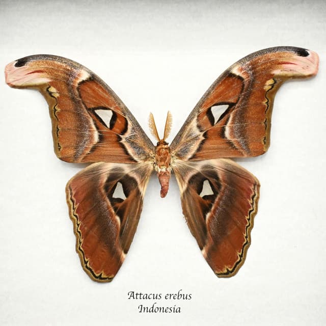 Real Giant Atlas moth framed taxidermy - Attacus erebus