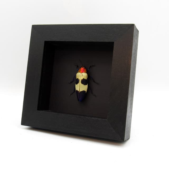Real metallic purple beetle framed taxidermy - Chrysochroa buqueti rugicollis