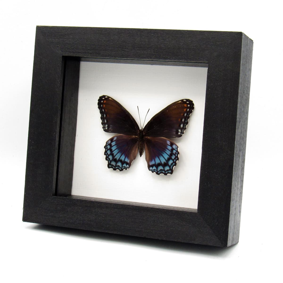 Real "Red-spotted Purple" butterfly framed taxidermy - Limenitis arthemis astyanax