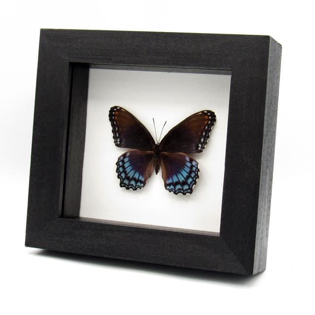 Real "Red-spotted Purple" butterfly framed taxidermy - Limenitis arthemis astyanax