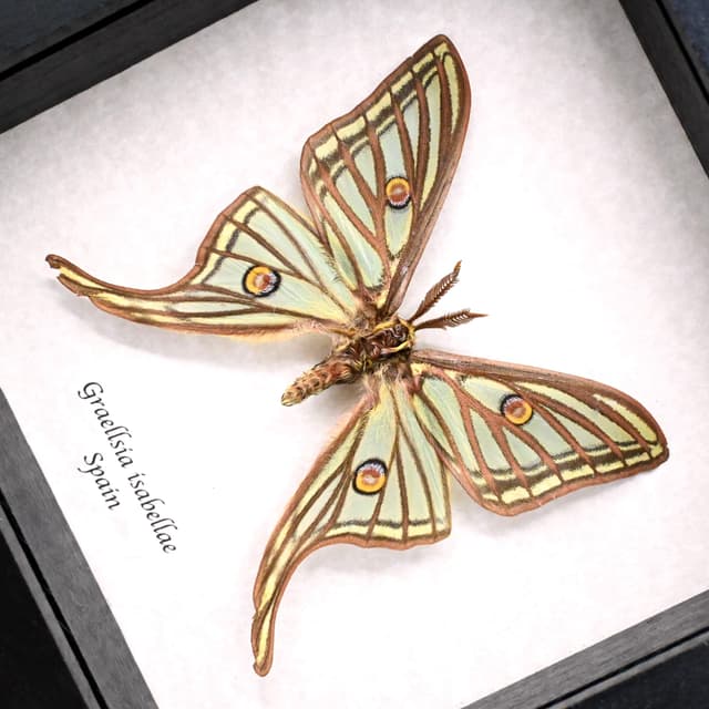 Rare Spanish Moon moth framed taxidermy - Graellsia isabellae