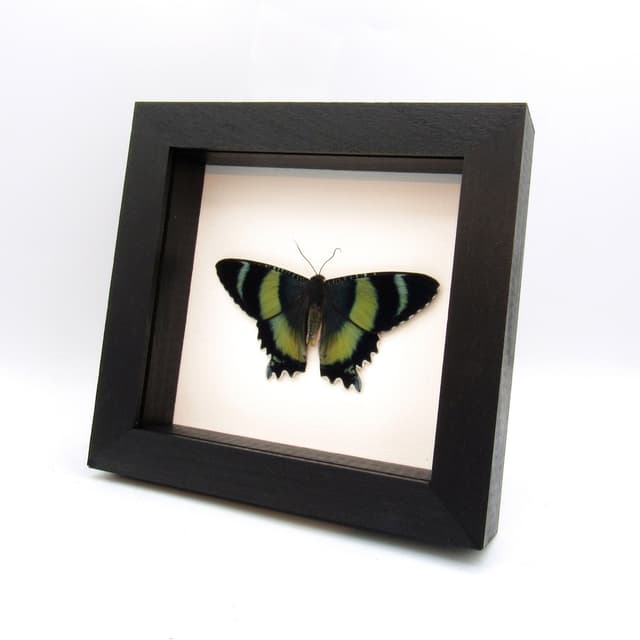 Real blue moth framed taxidermy - Alcides agathyrsus - Victorian mount