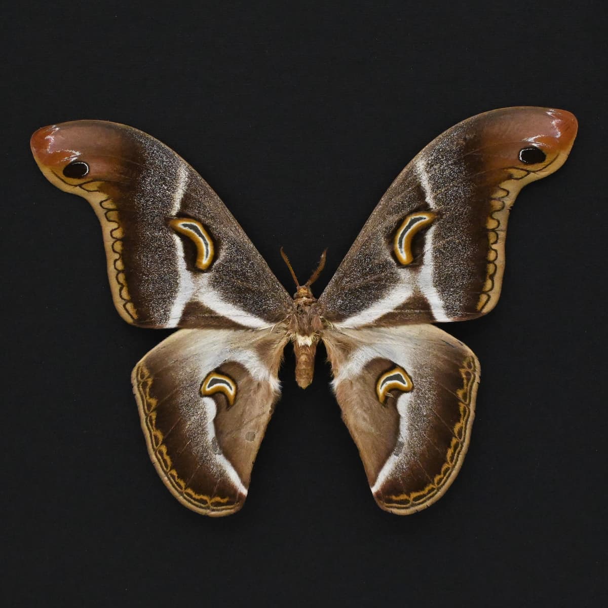 Rare XL African Saturn moth framed taxidermy - Epiphora vacuna
