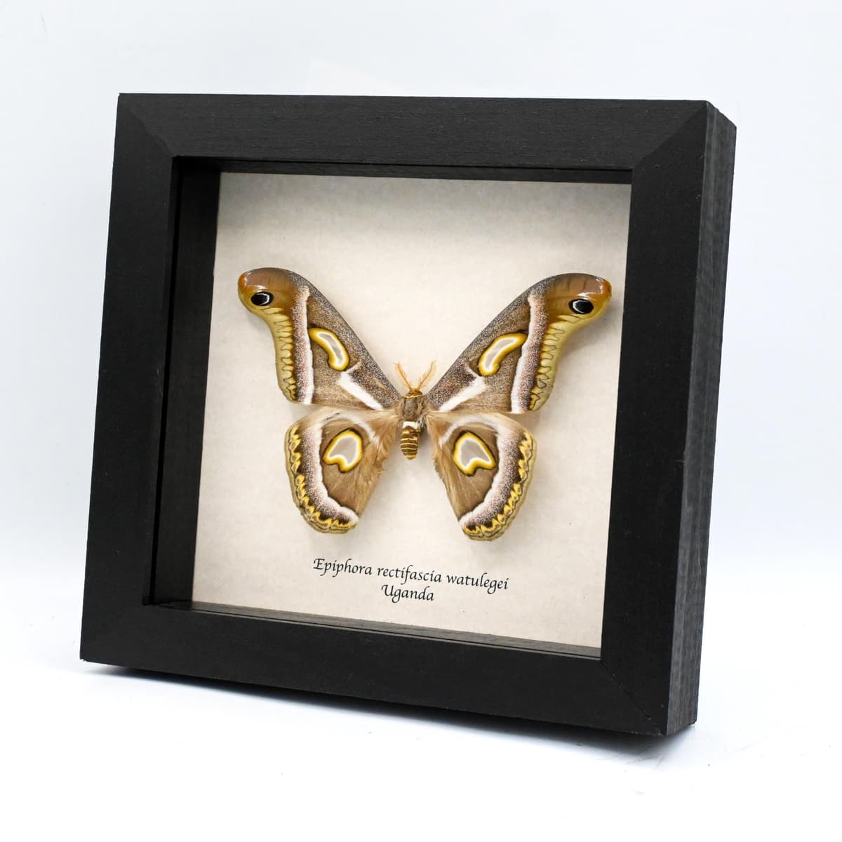 Rare Saturn moth framed taxidermy - Epiphora rectifascia watulegei