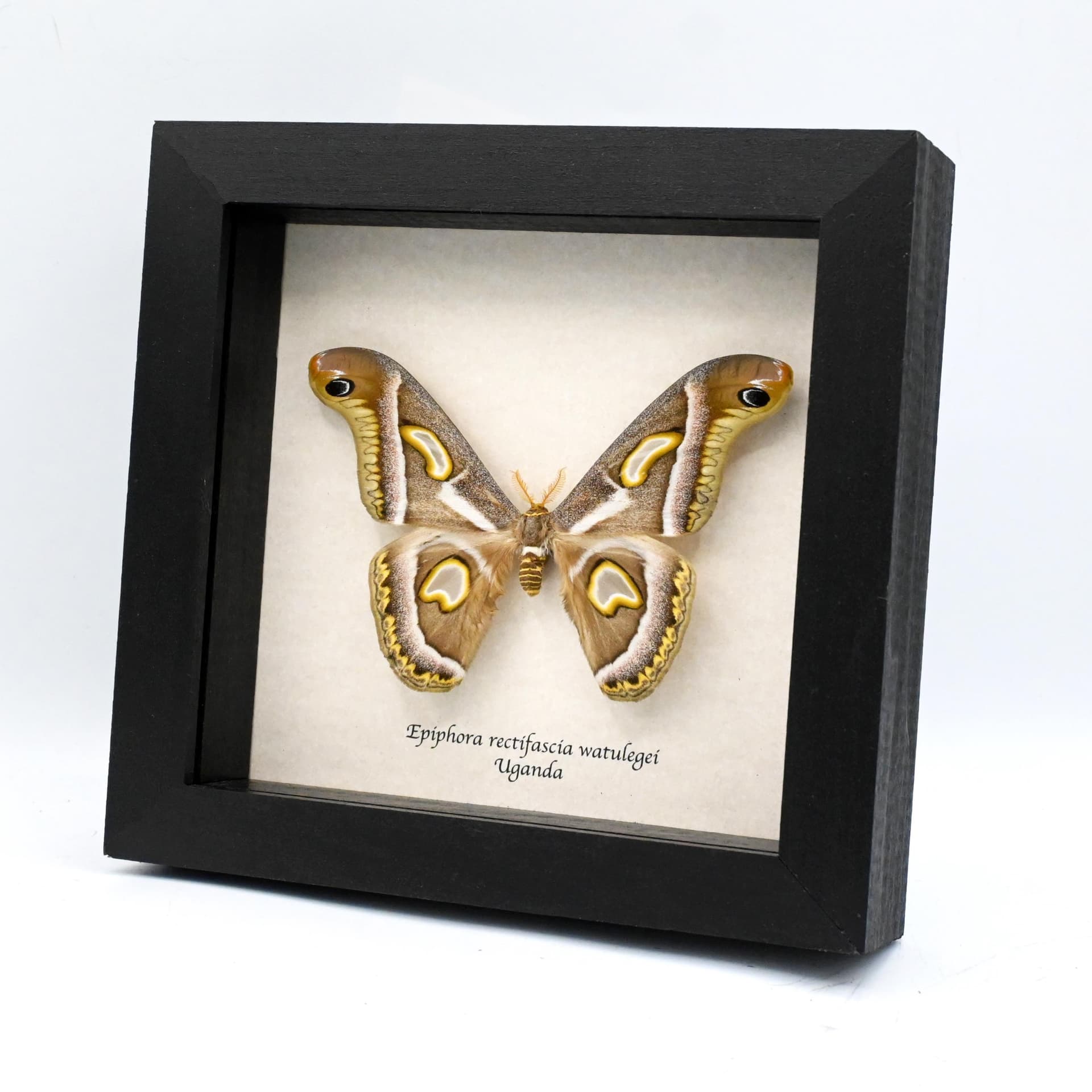 Rare Saturn moth framed taxidermy - Epiphora rectifascia watulegei