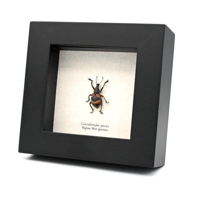 Real Weevil framed beetle taxidermy - Curculionidae species