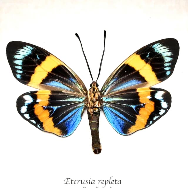 Real blue day flying moth framed taxidermy - Eterusia repleta - female