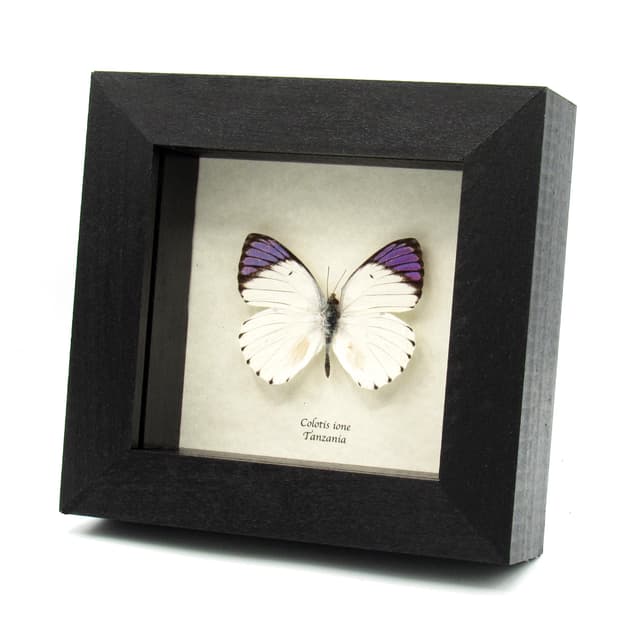 Real Purple Tip butterfly framed taxidermy - Colotis ione