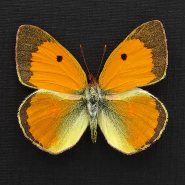 Real Danube Clouded Yellow butterfly framed taxidermy - Colias myrmidone - 2