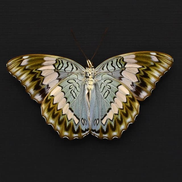 Rare real Blue Duke butterfly framed specimen - Euthalia durga - Victorian mount