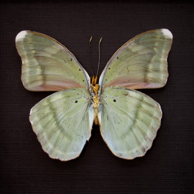 Real iridescent green Forester butterfly framed taxidermy - Euphaedra harpalyce