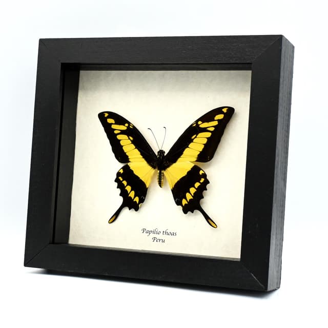 Real Giant swallowtail butterfly framed taxidermy - Papilio thoas