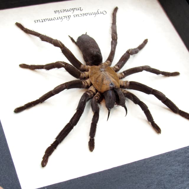 Real New Guinea Black Fury Tarantula spider framed taxidermy - Orphnaecus dichromatus - large