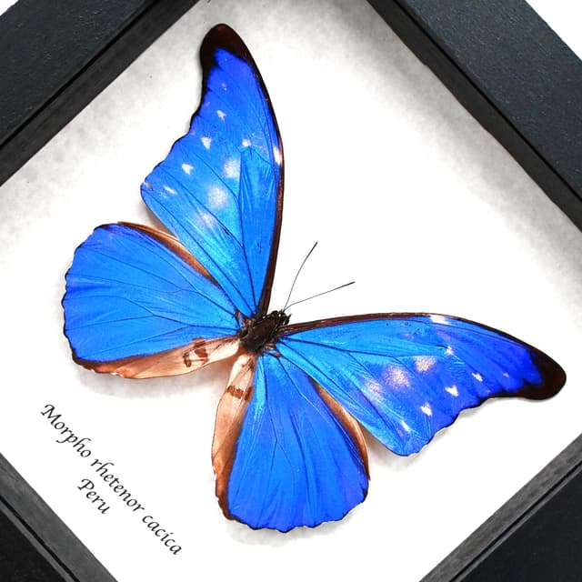 Rare metallic blue butterfly framed taxidermy - Morpho rhetenor cacica - minor damage
