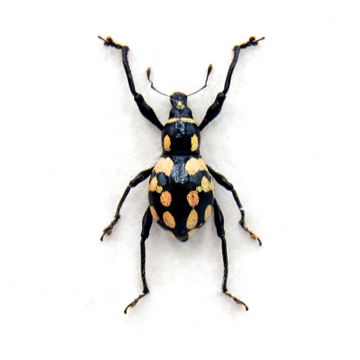 Real peach weevil beetle framed specimen - Metapocyrtus species