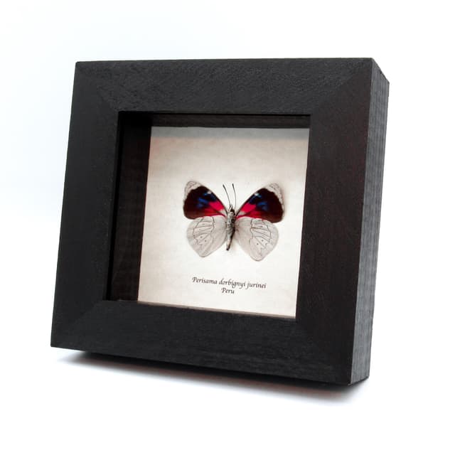 Real silver butterfly framed taxidermy - Perisama dorbignyi jurinei