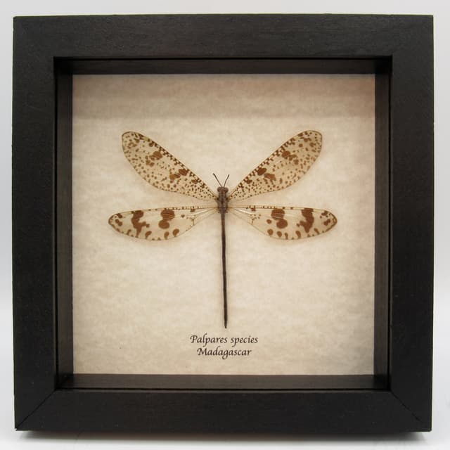 Real Giant Antlion framed taxidermy - Palpares species