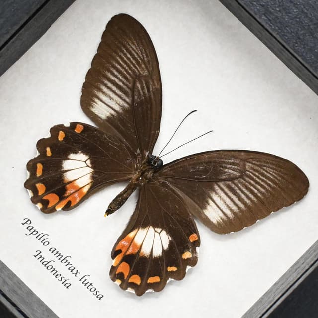 Real framed taxidermy butterfly - Papilio ambrax - female