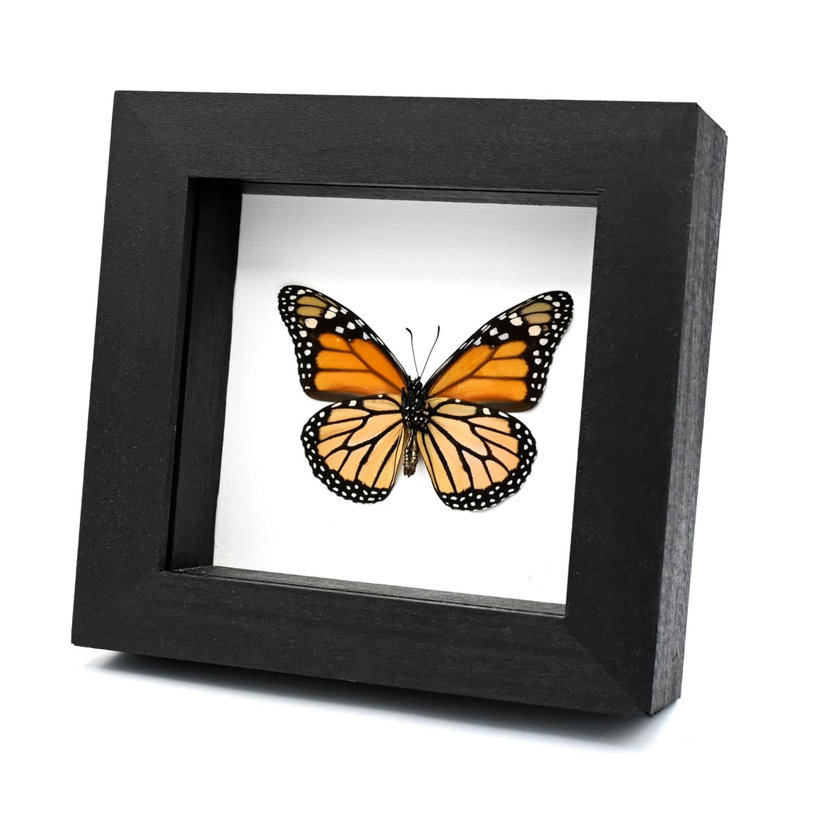 Real Monarch framed taxidermy butterfly - Danaus plexippus