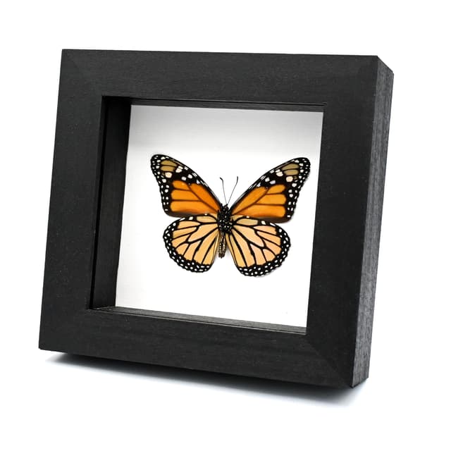 Real Monarch framed taxidermy butterfly - Danaus plexippus