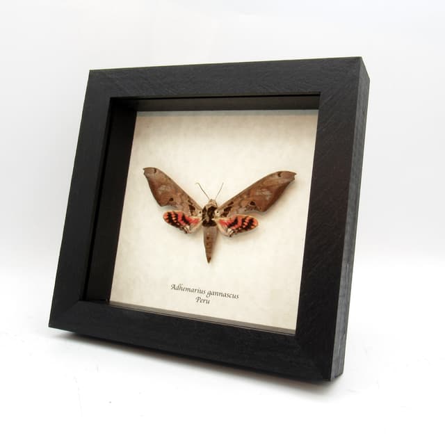 Large pink Sphinx moth framed taxidermy - Adhemarius gannascus - 2