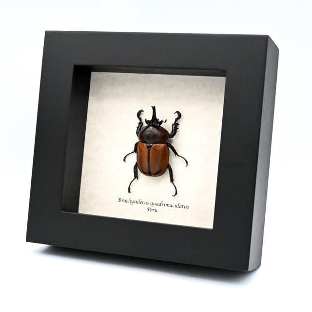 Real Rhinoceros Beetle framed taxidermy - Brachysiderus quadrimaculatus