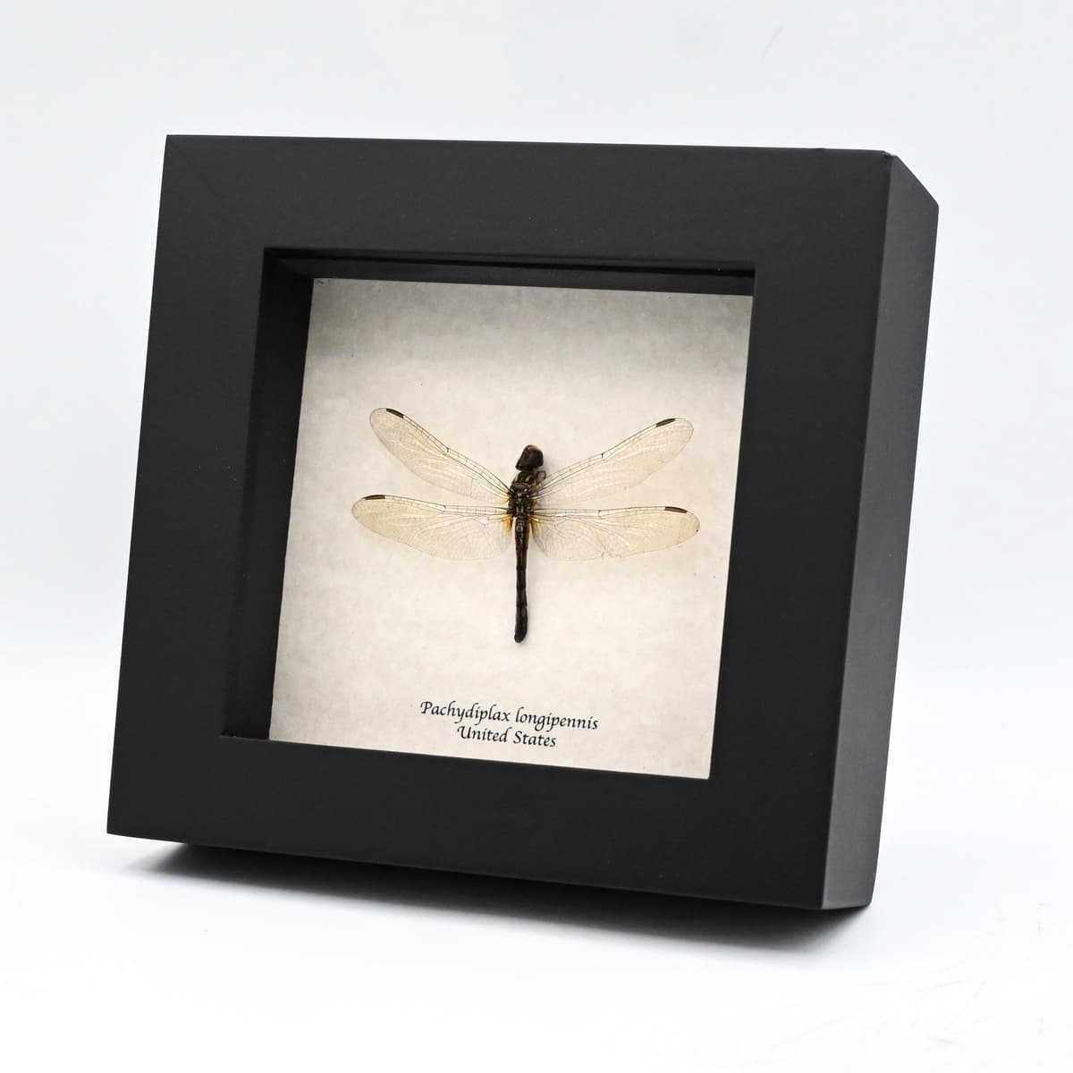 Real Blue Dasher Dragonfly framed taxidermy - Pachydiplax longipennis