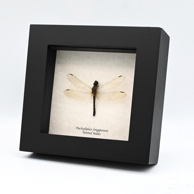 Real Blue Dasher Dragonfly framed taxidermy - Pachydiplax longipennis