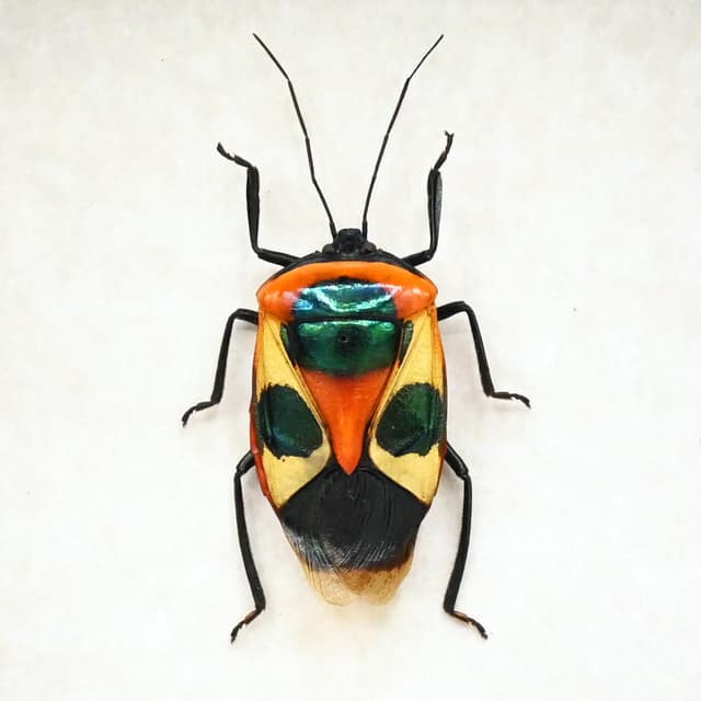 Real bug that looks like a Halloween mask framed taxidermy - Catacanthus punctus