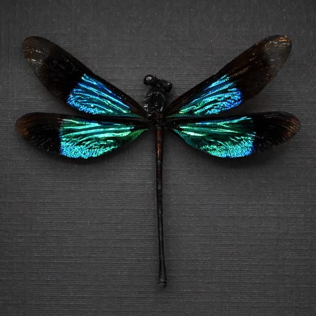Real framed metallic dragonfly taxidermy - Euphaea refulgens