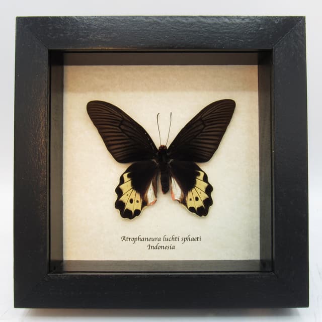 Real butterfly framed taxidermy - Atrophaneura luchti sphaeti