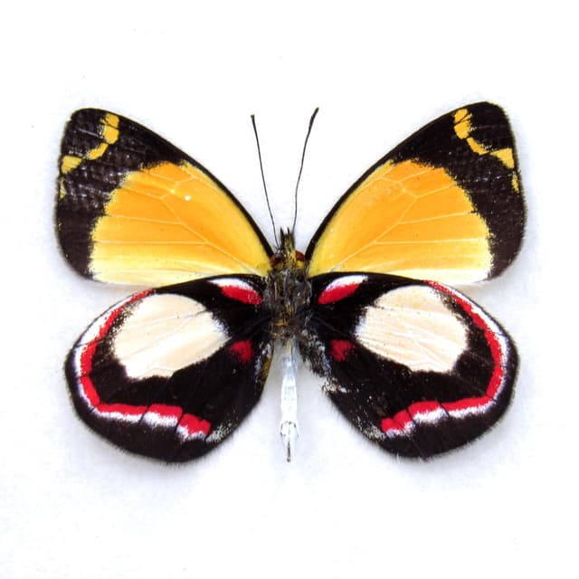 Rare Delias butterfly framed specimen - Delias leucias leucias
