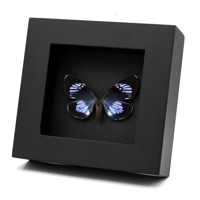 Real metallic blue moth framed taxidermy - Hypocrita confluens - large female