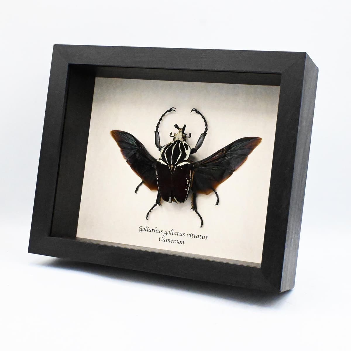 Very large real Flower Beetle framed taxidermy - Goliathus goliatus vittatus