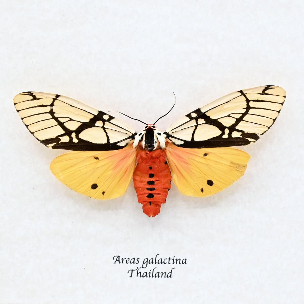 Real large yellow Milky Tiger moth framed taxidermy - Areas galactina