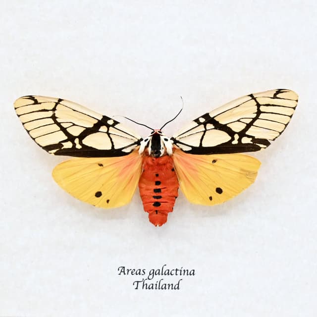 Real large yellow Milky Tiger moth framed taxidermy - Areas galactina